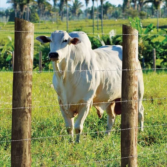Grampos e Arames para Cercas e Telas (Linha Agro)